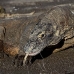 dragon_komodo_hsb_rinca_v_0947_kom2724.jpg